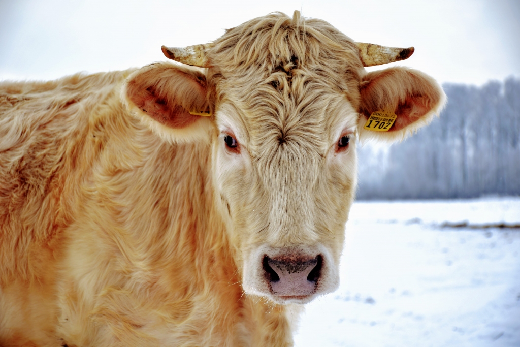 Autors: Imants Kaziļuns