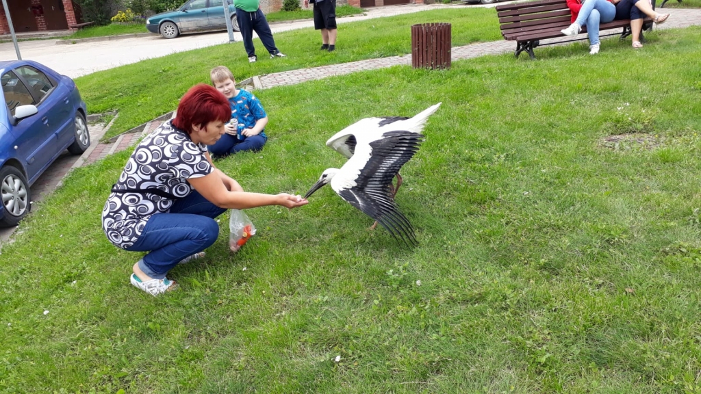 CĀLIS.  Seciete Rita Hmeļa pavasarī zemē atrada mazu stārķēnu, kurš bija izkritis vai izgrūsts no ligzdas. Nosauca par Cāli un baroja visu vasaru, kā arī iemācīja lidot, liekot uz augstākas vietas, un stārķis laidās lejā. Rudenī Cālis, sadraudzējies ar savu vienaudzi, aizlidoja.
Autors: no “Staburaga” arhīva