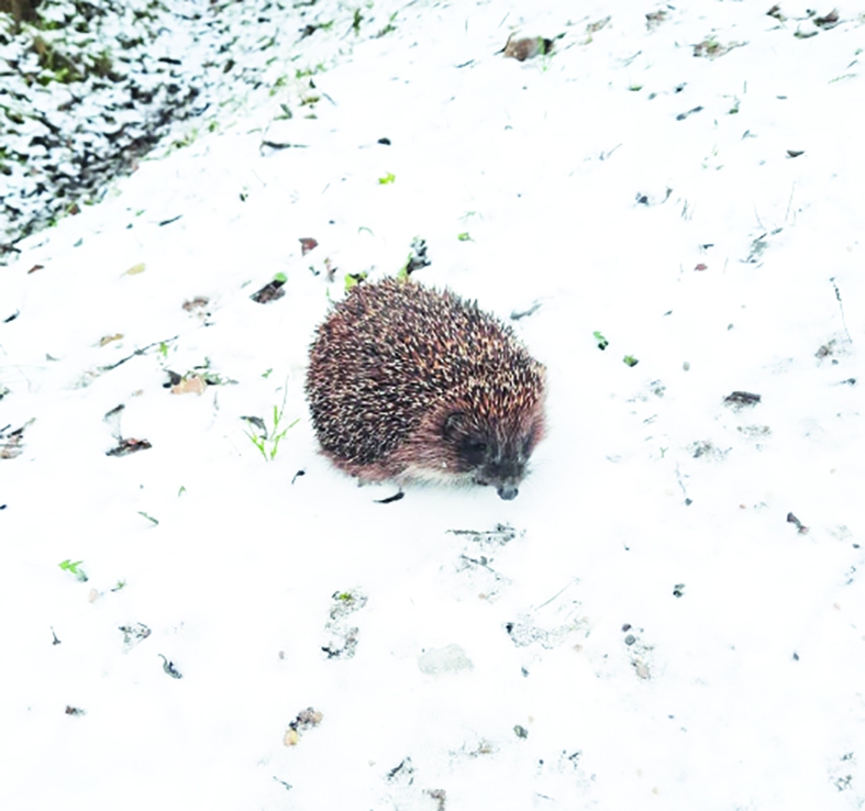 Autors: Velga Putniņa