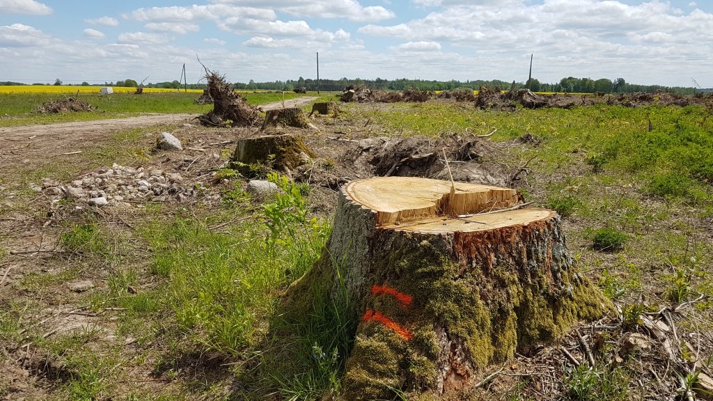 Palikuši vien celmi. Fabians Fennels Skrīveru novadā savā īpašumā “Jaunkrieviņi” patvaļīgi nocirta ap 100 koku, lai ierīkotu tīrumu.
Autors: no “Staburags” arhīva