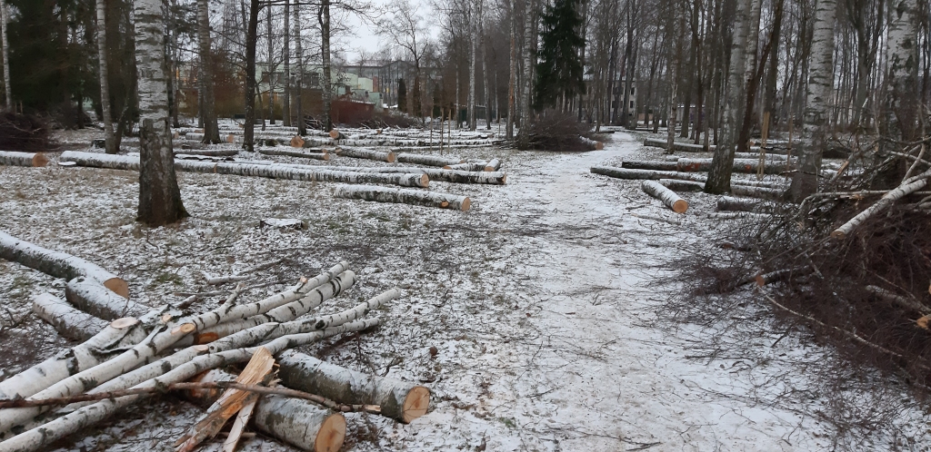 Parkā aiz bērnudārza “Zīlīte” pagājušajā nedēļā nozāģēti koki .