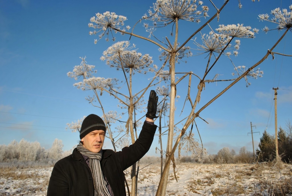 Turpina plesties. Latvāņu plantācijā Neretas pusē. Augi stiepjas augstu pāri cilvēka galvai.
Autors: no autora albuma