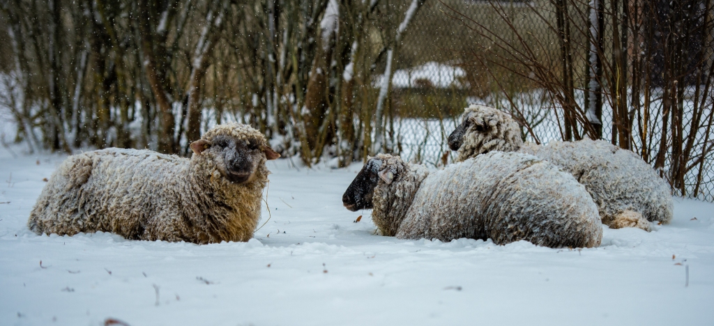 Autors: Imants Kaziļuns