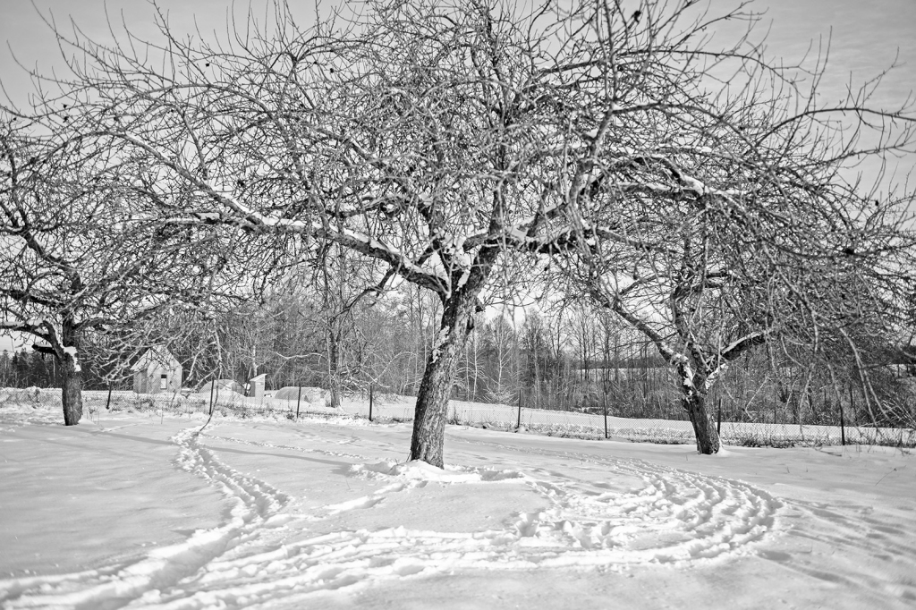 Ap augļkokiem sniegs jānomīda, lai pasargātu no grauzēju postījumiem un sakņu kakla izsušanas.
Autors: Imants Kaziļuns