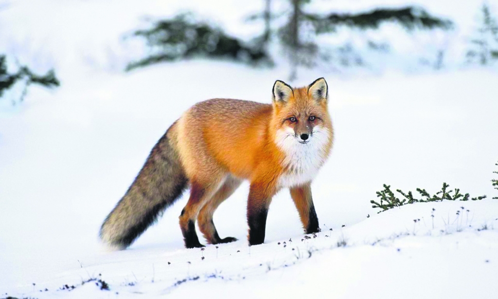 Ieraugot sniegā dzīvnieku pēdu nospiedumu rakstus, allaž gribas minēt — nez kas te lēcis vai skrējis: lapsa, zaķis, vāvere vai varbūt vienkārši — kaķis? Izrādās, katrs var iemācīties lasīt pēdu rakstu.
Autors: no “Pexels.com”