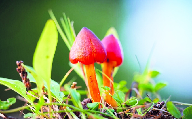 Sēne — smailā stiklene.