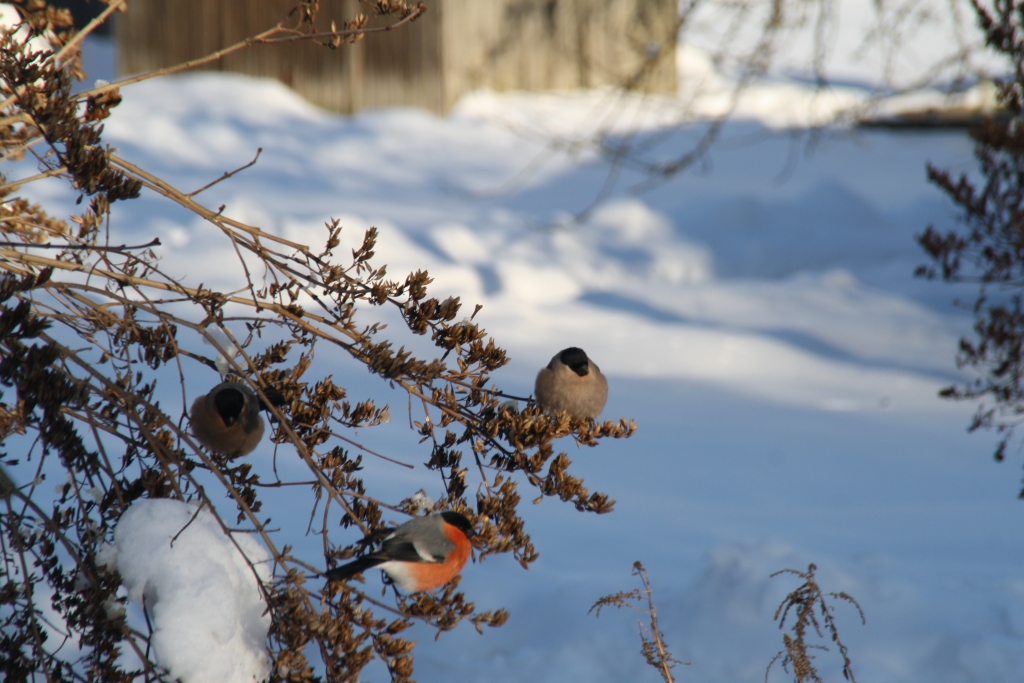 Autors: Inārs Dreijers