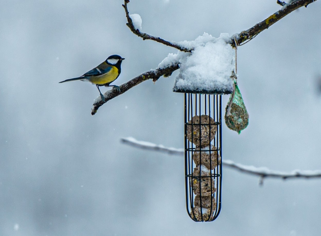 Autors: Imants Kaziļuns