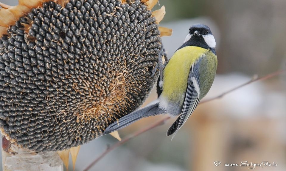 Lielā zīlīte.
Autors: Selga Bērziņa