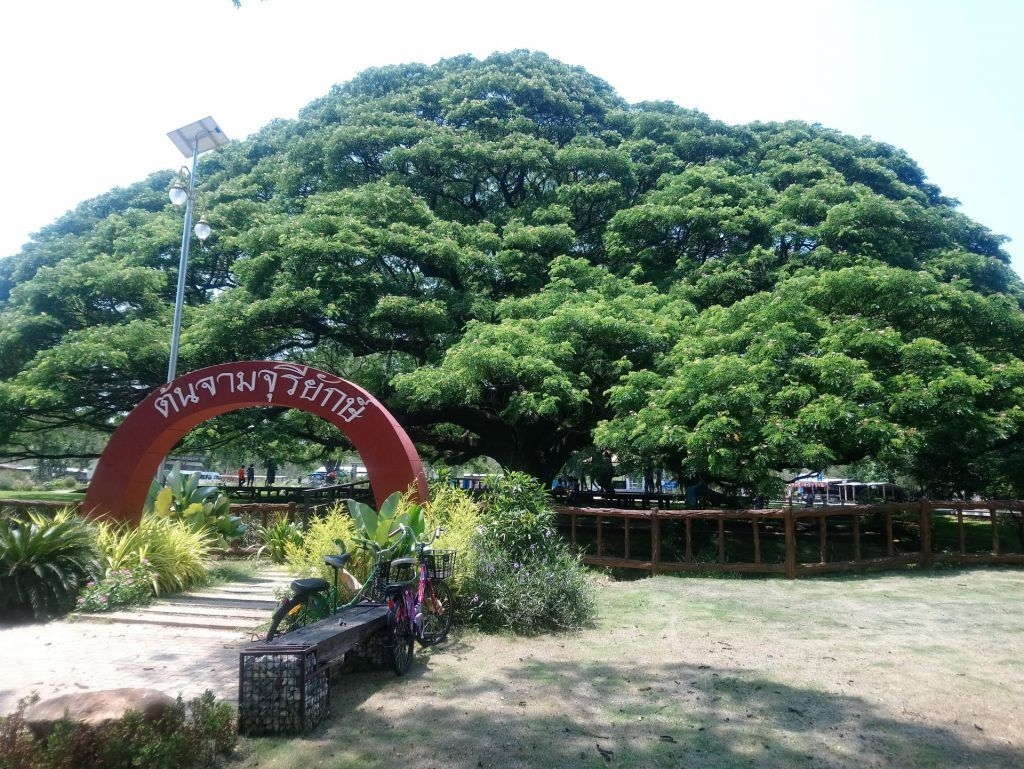 VARENAIS KOKS Kančanaburi.
Autors: no ceļotāju albuma