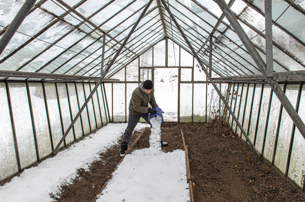 Par sniegu nevajadzētu bēdāties, jo tas ir lielisks mitruma avots pavasarim siltumnīcā.  Ja augsne jau ir pietiekami mitra, pietiks ar 15 cm labi sablīvēta sniega. Savukārt irdens sniegs būs nepieciešams vismaz 30 cm biezumā.
Autors: Imants Kaziļuns