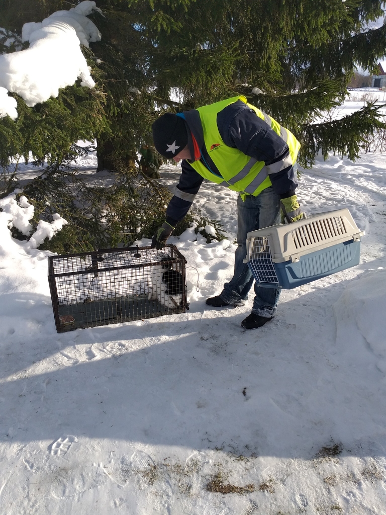 MINKA GATAVS DOTIES CEĻĀ un pievienoties pārējiem pie “Kalnakroga” noķertajiem kaķiem.
Autors: no Ingara Neijas albuma