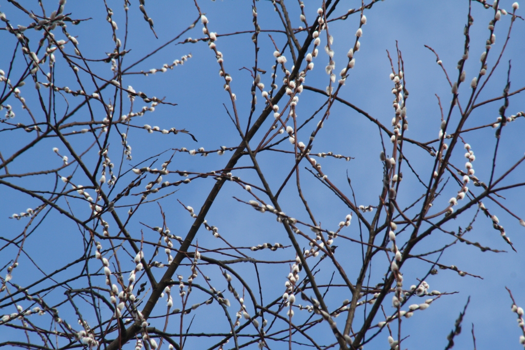 Autors: Inārs Dreijeris