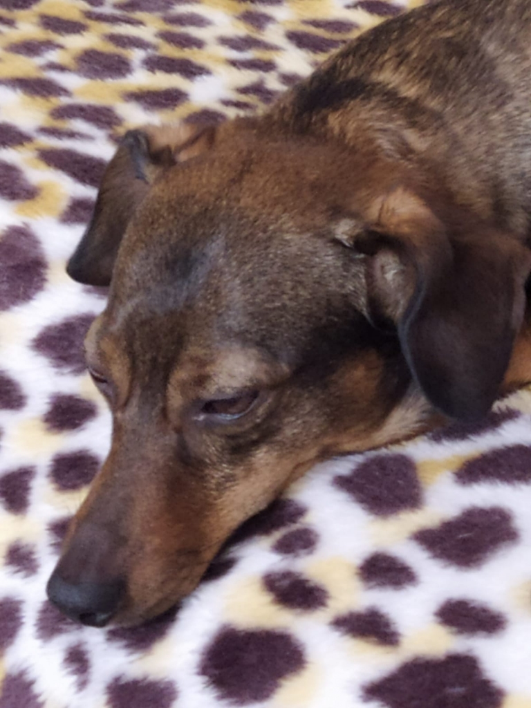 KĀ ARISTOKRĀTE. Lotei patīk ērtības.