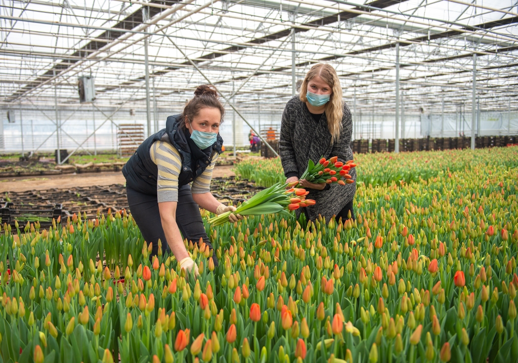 Starptautiskajā sieviešu dienā tulpes joprojām pieprasītas. Dārzniecības “Sedumi” darba vadītāja Zane Vakarašu (no kreisās) un vairumtirdzniecības daļas speciāliste Laura Kudiņa.