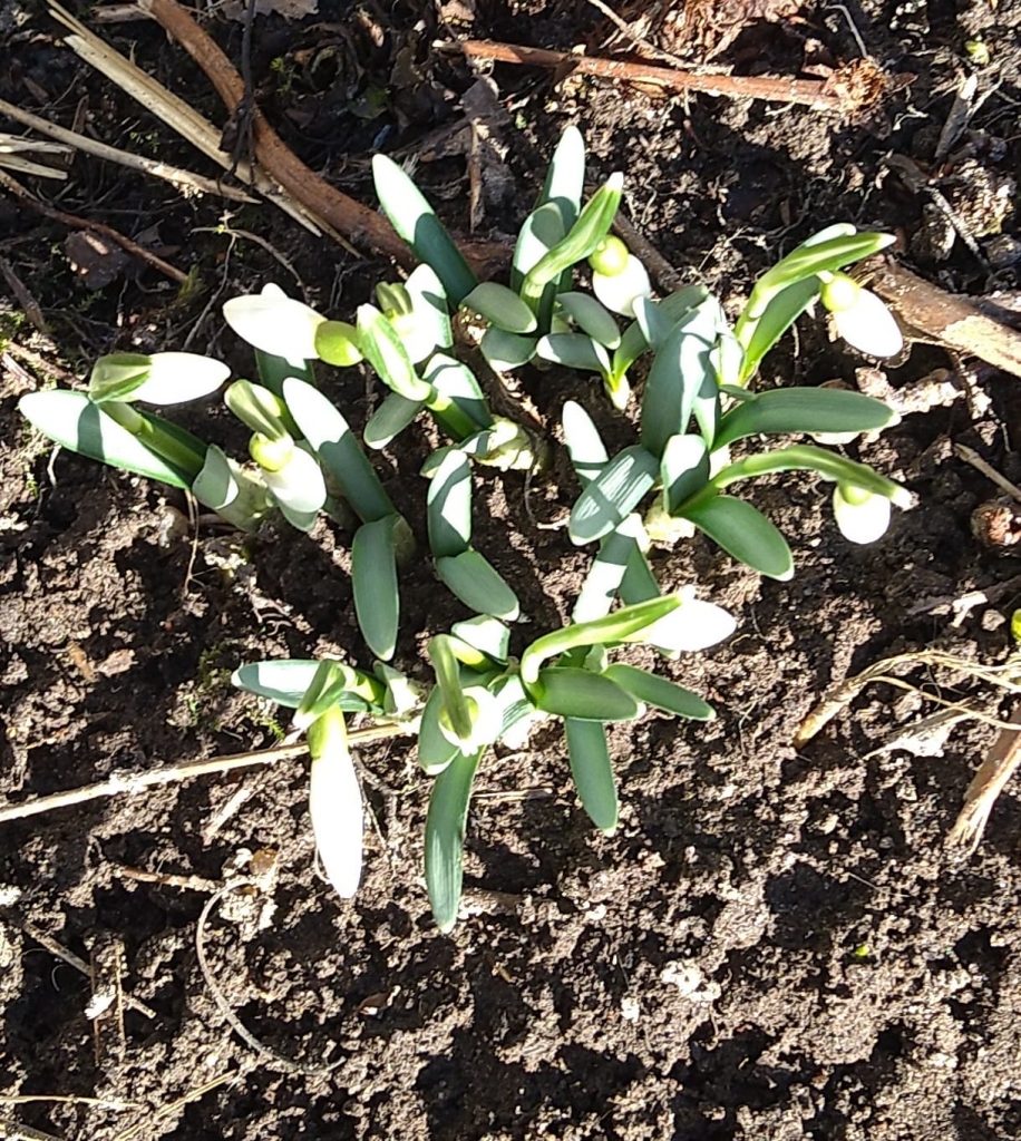 Autors: Sandra Aldiņa