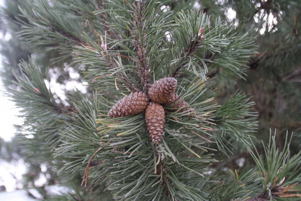 Autors: Inārs Dreijeris