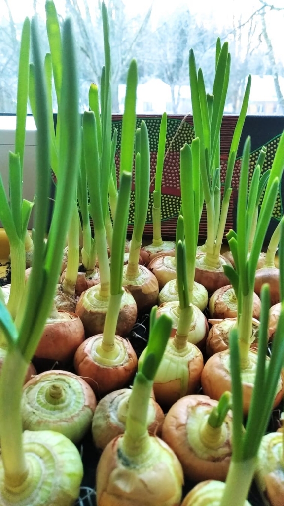 Autors: Daiga Dūniņa