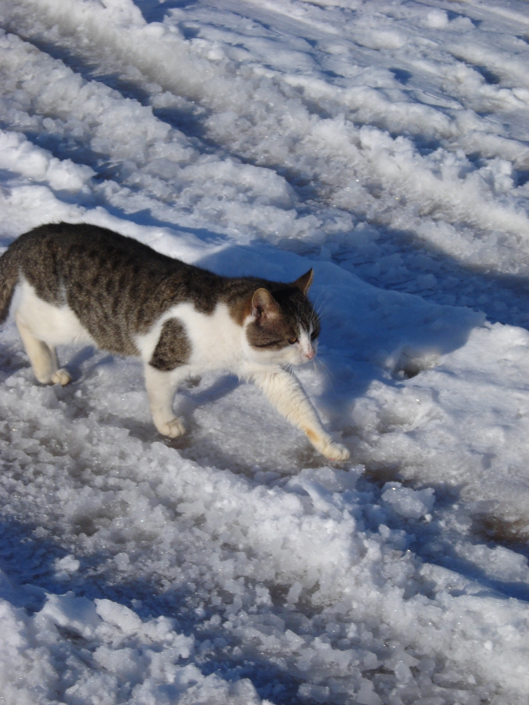 Autors: Silvija Karpoviča