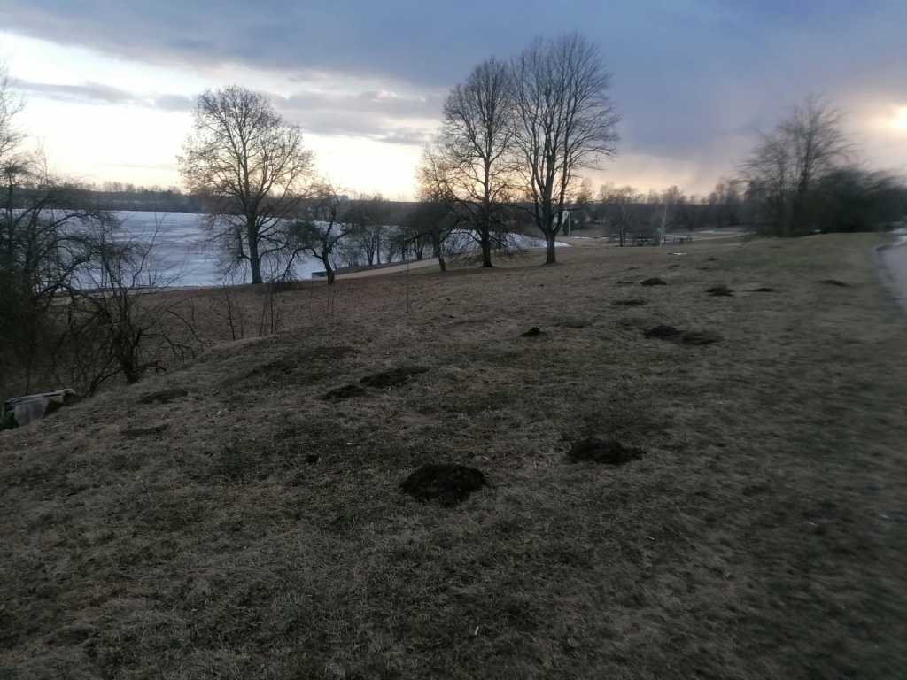 Rakumi pilsētā. Speciālus resursus kurmju nedarbu likvidēšanai pašvaldība netērēs. Rakumus izlīdzinās, veicot pļaušanas darbus, bet, ja kāds ļoti vēlas, var arī saviem spēkiem izlīdzināt zemi.