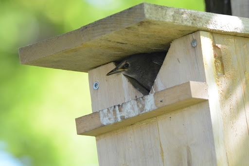 Kāds ir mājās? Pareizi izgatavots un novietots putnu būris ir lieliska mītne pilsētas putniem.