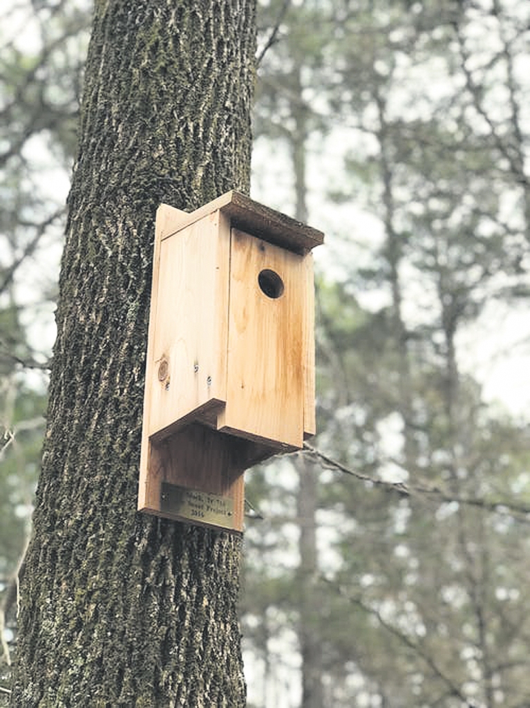 Klāt pavasaris, un ārā jau dzirdam pirmās putnu dziesmas. Laiks pagatavot viņiem jaunu mitekli.
Autors: no “Pexels.com”