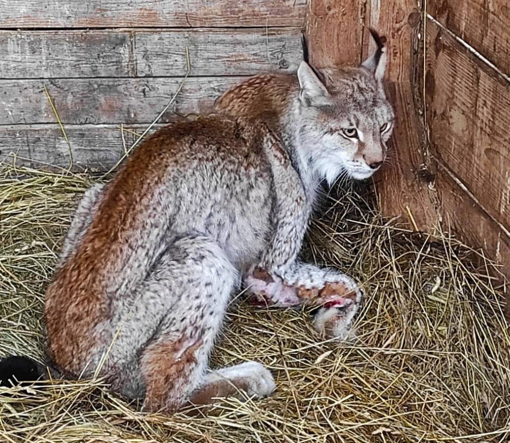 Foto no dzīvnieku patversmes un mājas zoo 