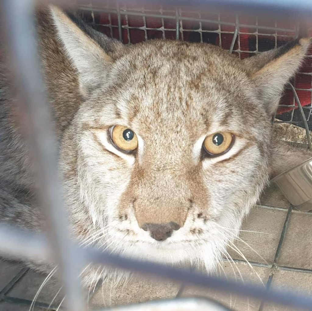 Ja izglābtais lūsis atkopsies, viņa instinkti nezudīs un viņš varēs sevi pabarot, dzīvnieks mierīgi varēs atgriezties un dzīvot savā dabiskajā vidē.
Autors: no dzīvnieku patversmes un mājas zoo “Mežavairogi”