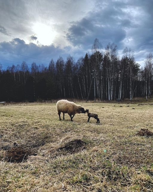 LIELĀS PIEKTDIENAS PĀRSTEIGUMS. SIA “Dabas garša” saimniecībā šogad pirmais jēriņš atskrēja 2. aprīlī.
Autors: Dace Sirmā