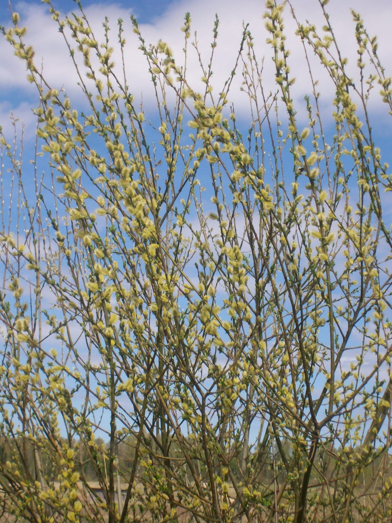 Autors: Ināra Sudare