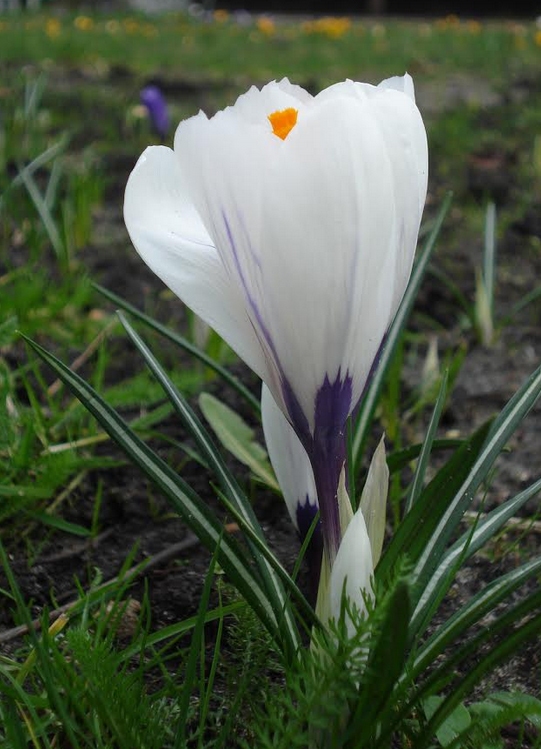 Autors: Silvija Karpoviča