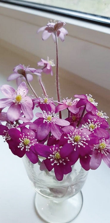 Autors: Agita Grīnvalde-Iruka