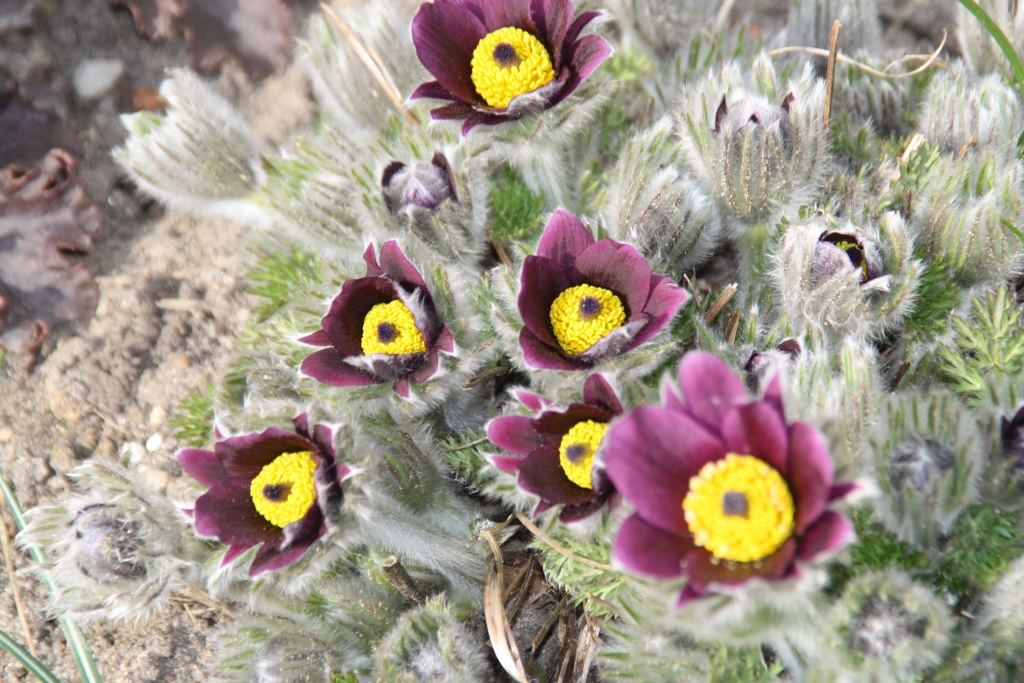 Autors: Inārs Dreijers