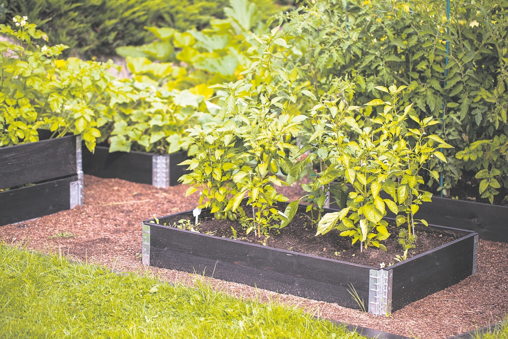 Augstās dobes šobrīd ir populāras un jau rotā daudzus dārzus gan pilsētās, gan laukos. Kastes var gan iegādāties, gan gatavot pats.
Autors: no L. Fomrates prezentācijas