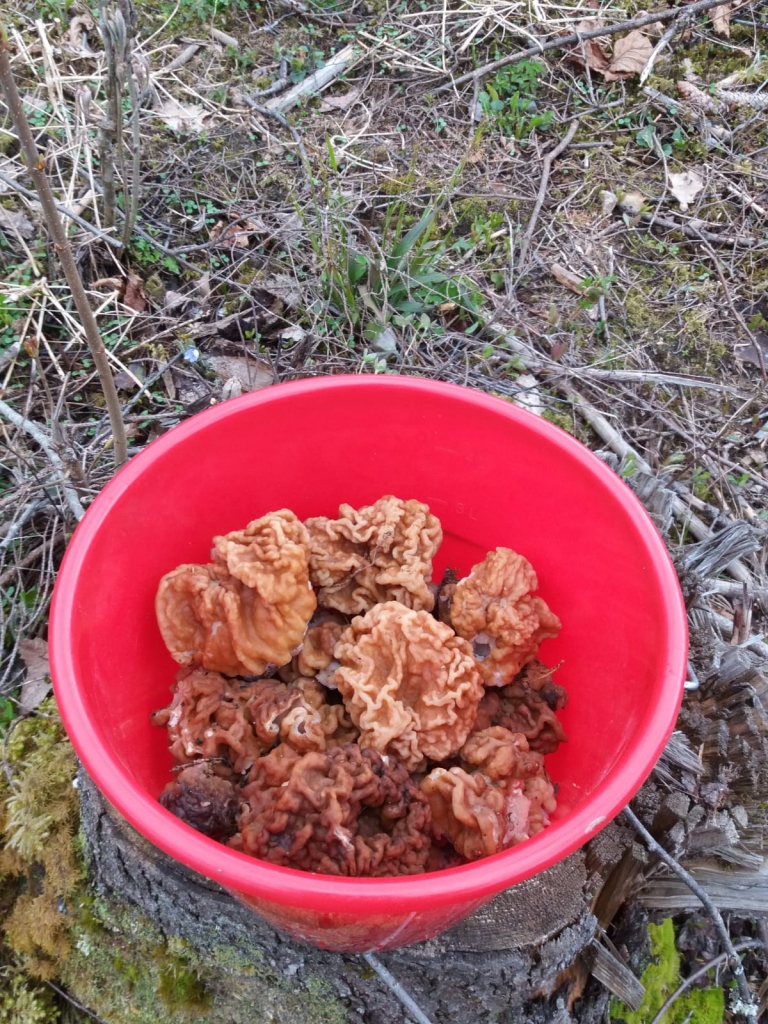 LAIKS GATAVOT, jo murķeļi ir delikatese.
Autors: no personīgā albuma