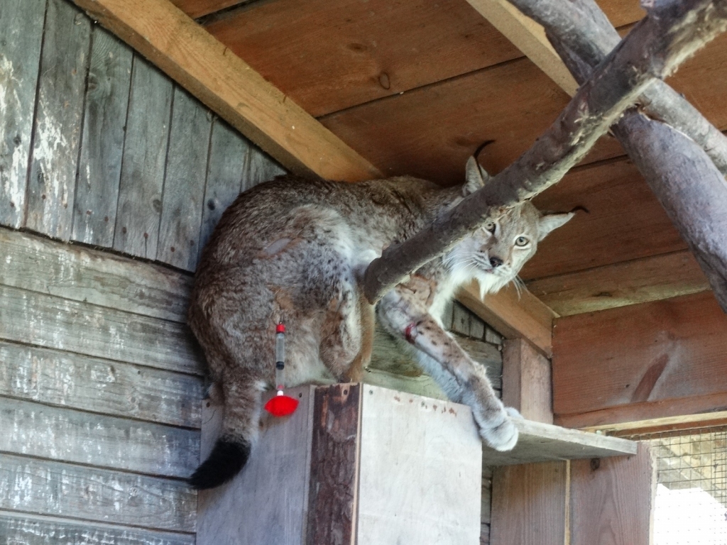 Jaunjelgavas lūsis, kura atlabšanai līdzi sekoja visa valsts, nu ir veiksmīgi atgriezies savvaļā.
Autors: no “Mežavairogiem”