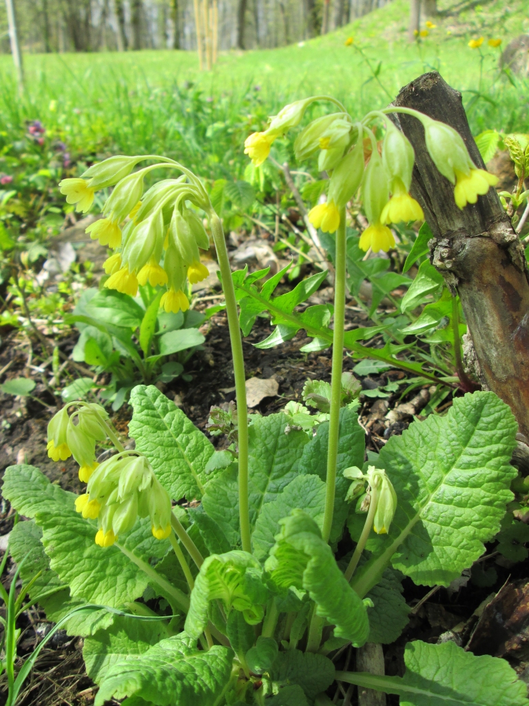 Gaiļbiksītes krāšņi saziedējušas arī Kokneses parka teritorijā un Likteņdārzā.