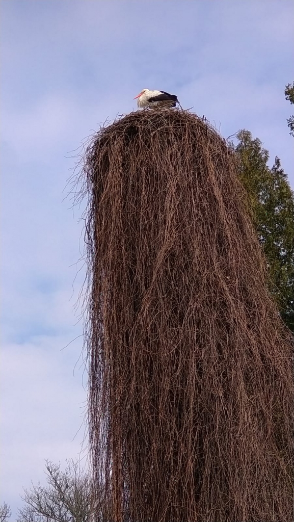 Kā nevienam. Tik ekskluzīvs miteklis ir tikai Kokneses stārķu pārim.