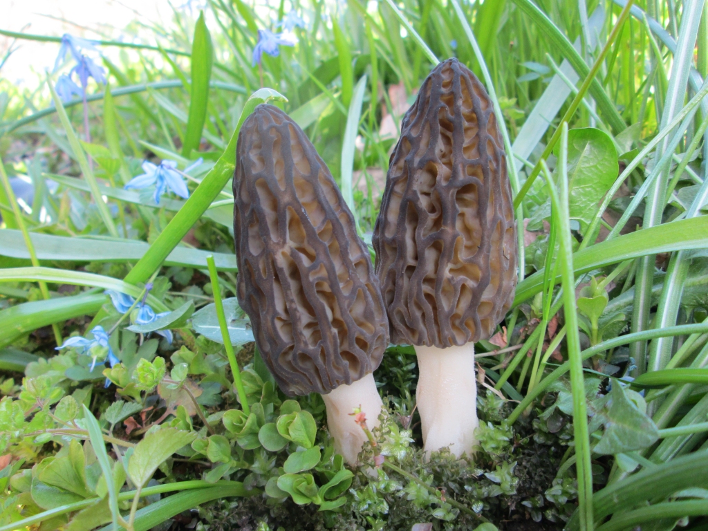 Smailie lāčpurni  itin labi iekārtojušies pļaviņieša sētā.