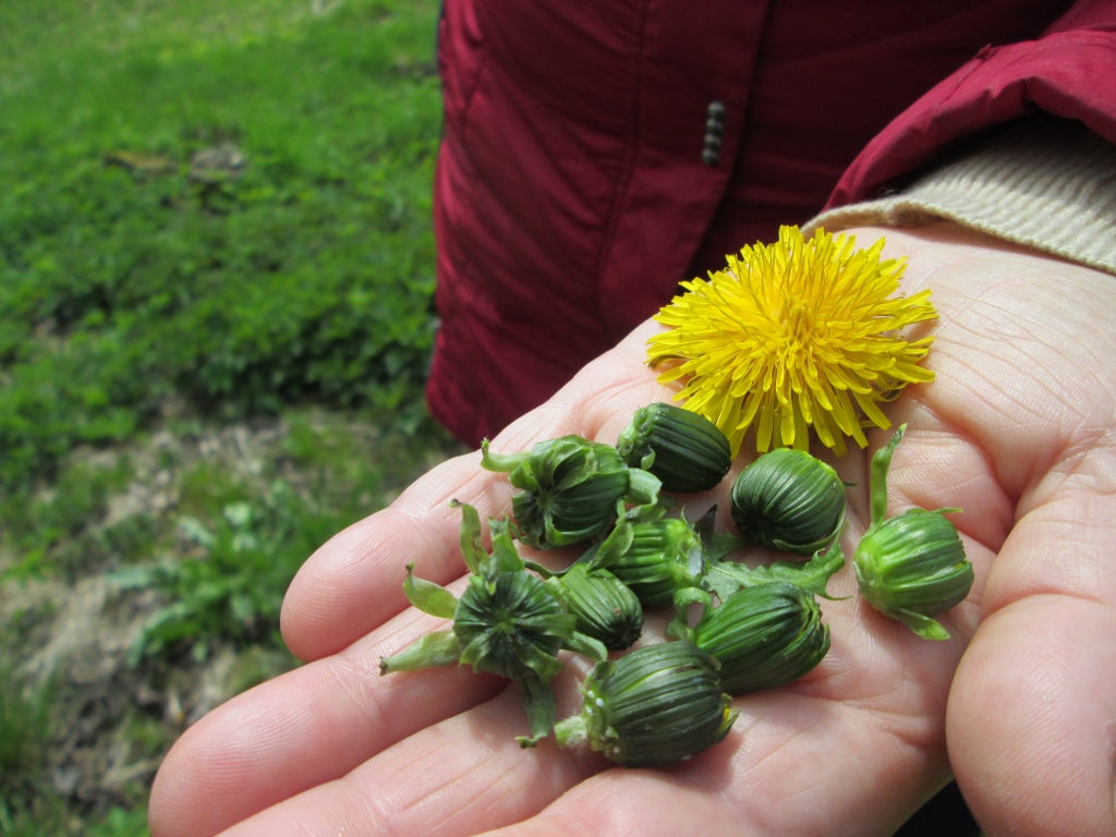 Pieneņu pumpuri — izejviela viltotajiem kaperiem.