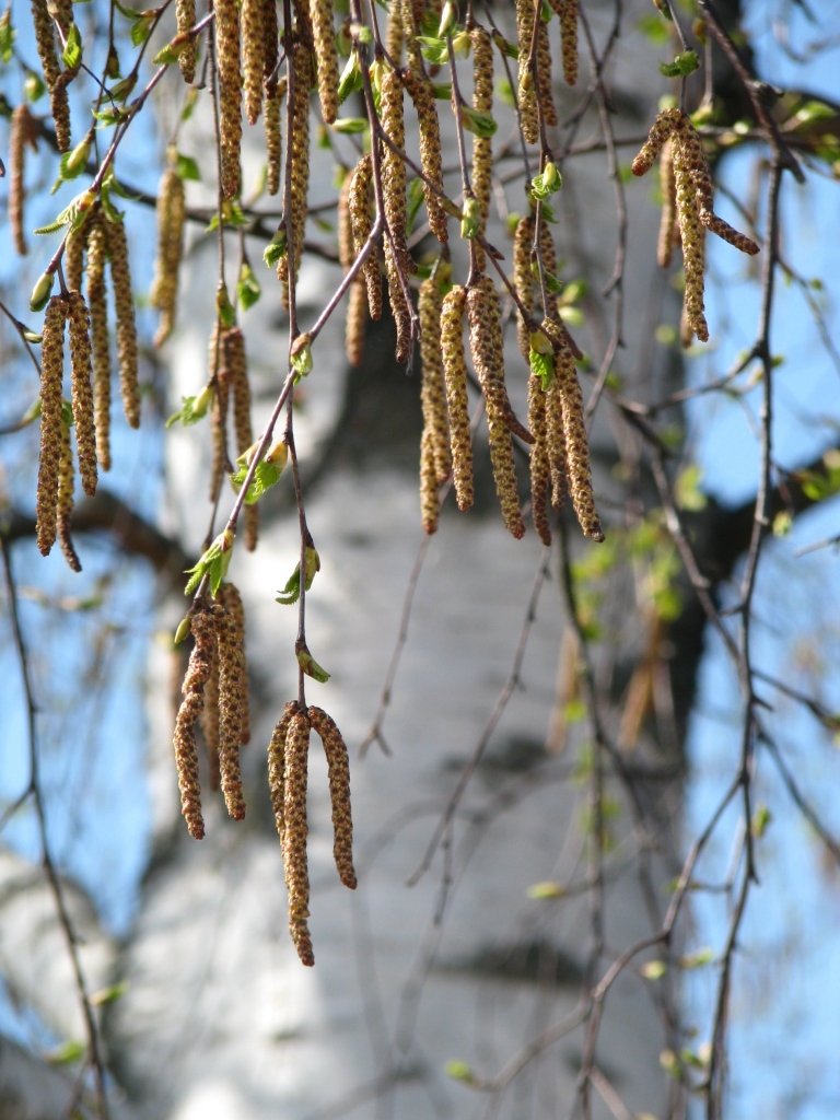 Autors: Solveiga Ivanova