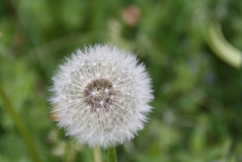 Autors: Inārs Dreijeris