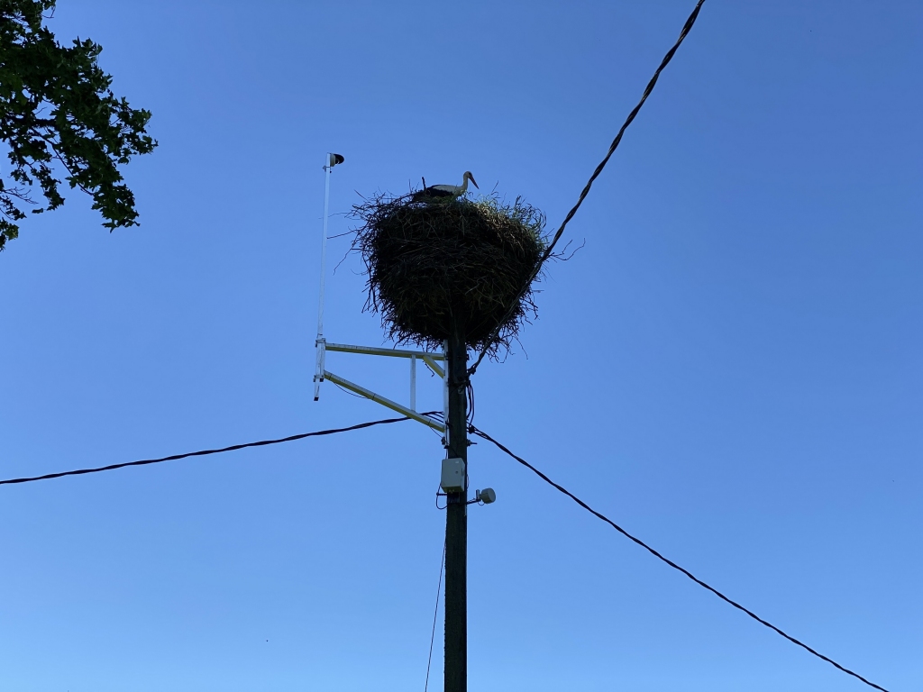 2. jūnijā uzņemta ligzdas fotogrāfija.
Autors: Edgars Juka