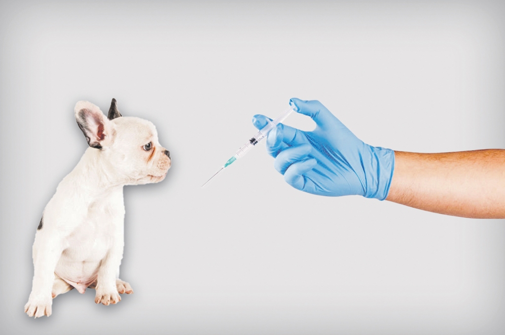 Vakcinācija ir viens no pasākumiem, kā rūpēties par saviem mājdzīvniekiem, lai tie dzīvo veselu  un laimīgu dzīvi. 
Autors: no “pexels.com”