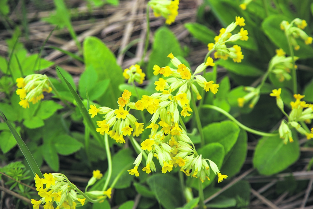 Gaiļbiksītes.
Autors: Gatis Bogdanovs