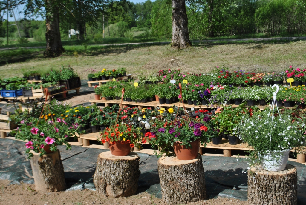 SKAISTULES PODOS un dobē.