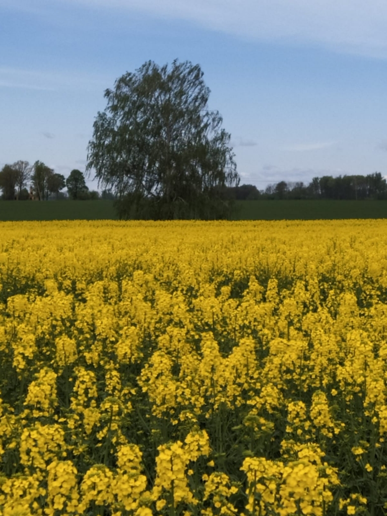 Autors: Skaidrīte Būmane