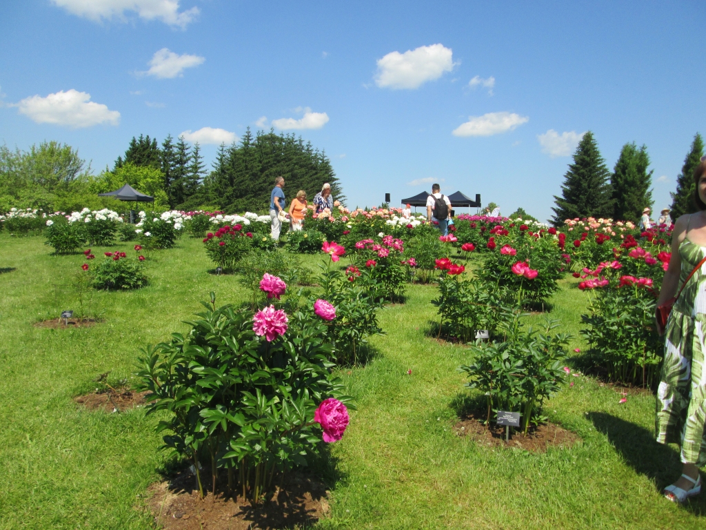 Peoniju “pilsētiņa”. Te apskatāmas ap 300 šķirņu peoniju.