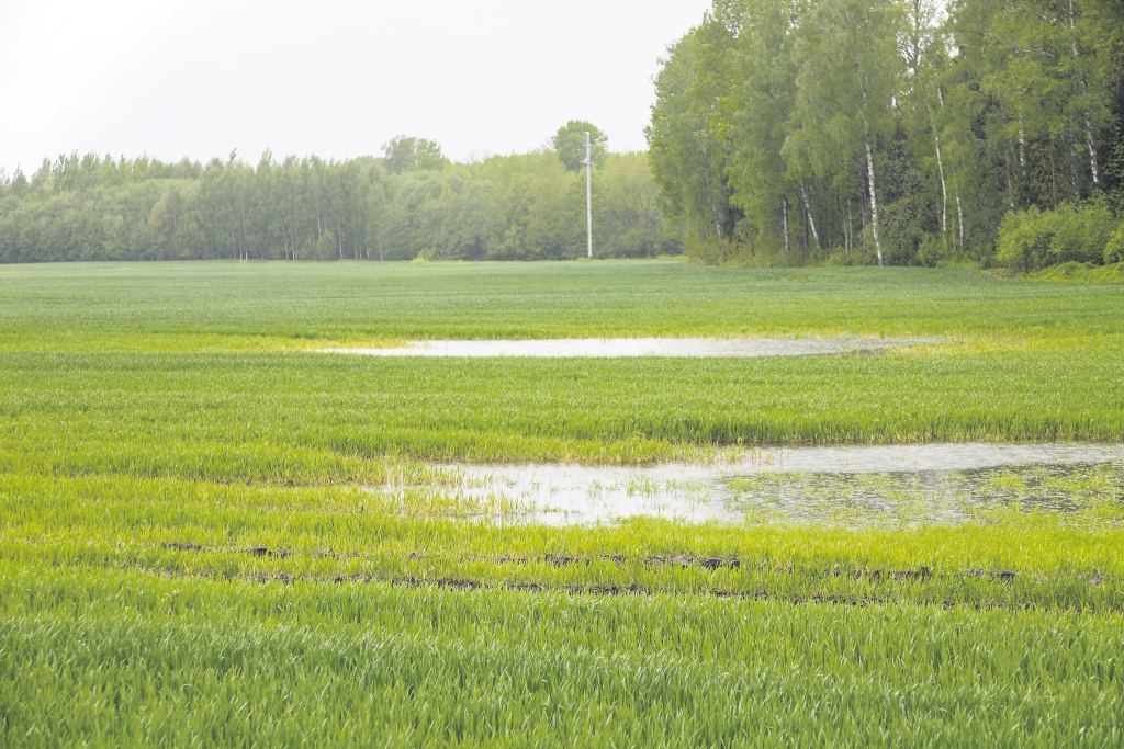 Vidzemes reģionā no aprīļa līdz rudenim veic apmēram 370 pārbaužu. Katra saimniecība tiek pārbaudīta aptuveni reizi četros gados. Tiek pārbaudītas visas uzskaites, lietojumi, tehnikas (miglotāju) sertifikācijas, augu seka, mēslošanas līdzekļu plāni.
Autors: Gatis Bogdanovs
