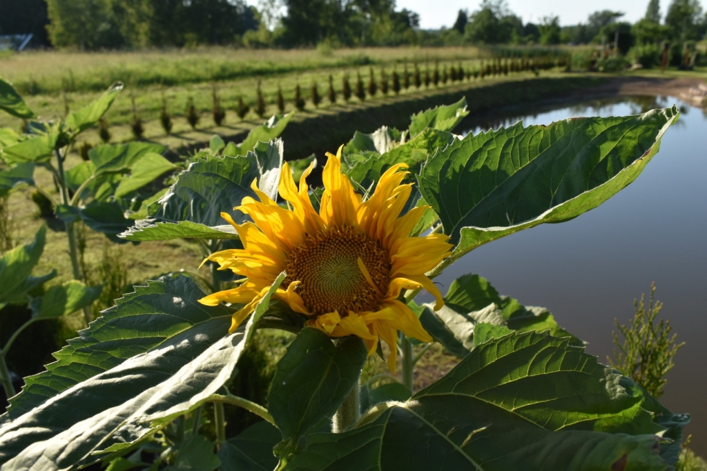 Lielā saulespuķe aug pie siltumnīcas.